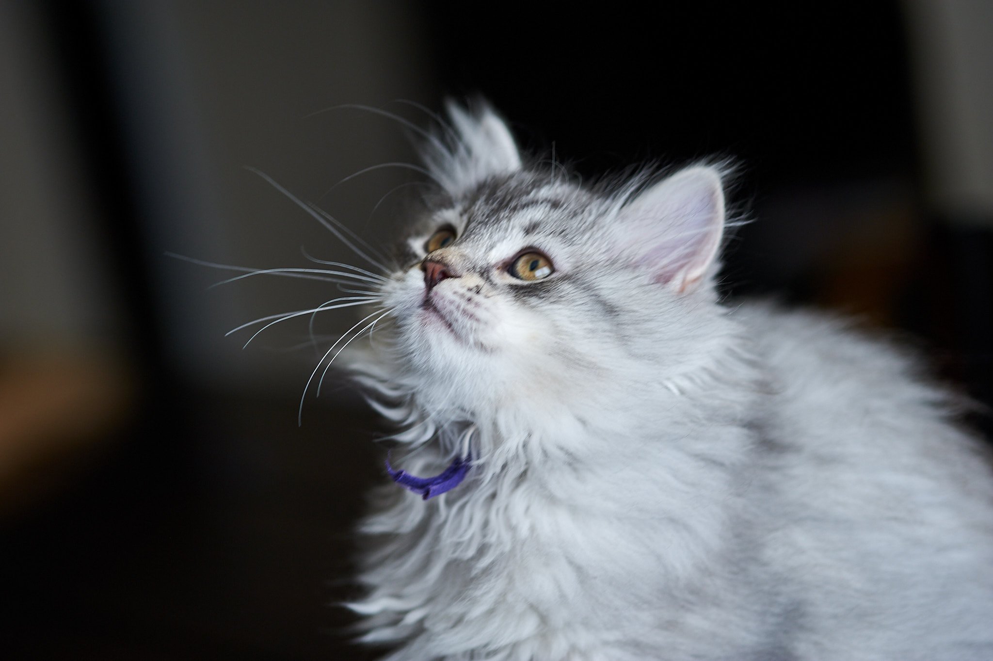 kitten Siberian Cat blue cream tabby Purple Collar Spellbound Siberian Cats