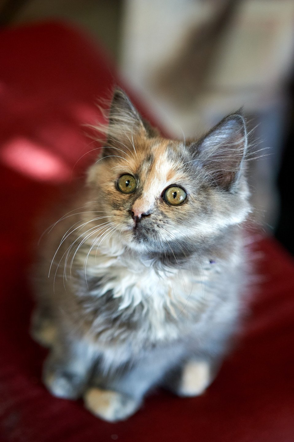 kitten Siberian Cat blue cream tabby Opal Spellbound Siberian Cats