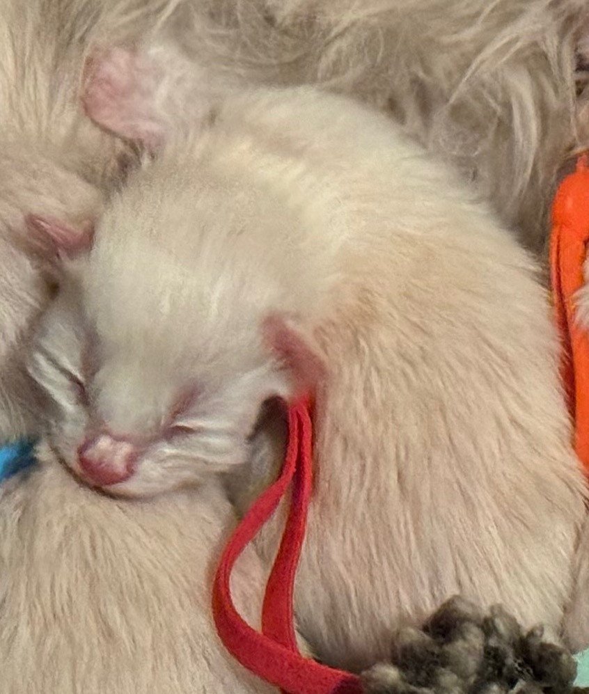 kitten Siberian Cat cream point RED collar (Lirra C) Spellbound Siberian Cats