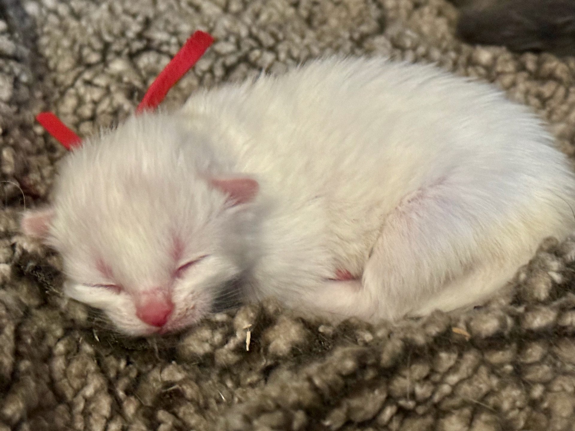kitten Siberian Cat cream point RED collar (Lirra C) Spellbound Siberian Cats