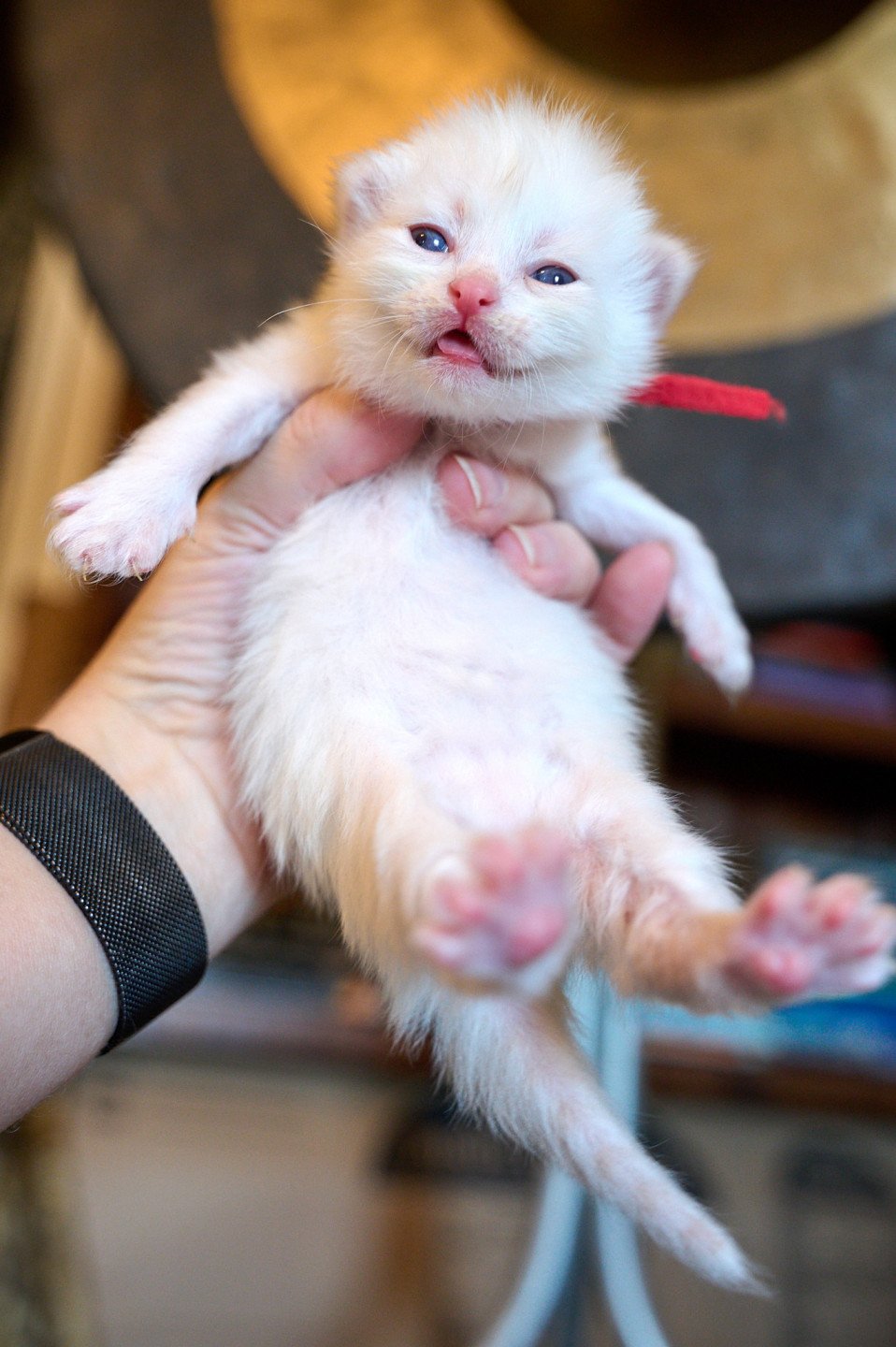 kitten Siberian Cat cream point RED collar (Lirra C) Spellbound Siberian Cats