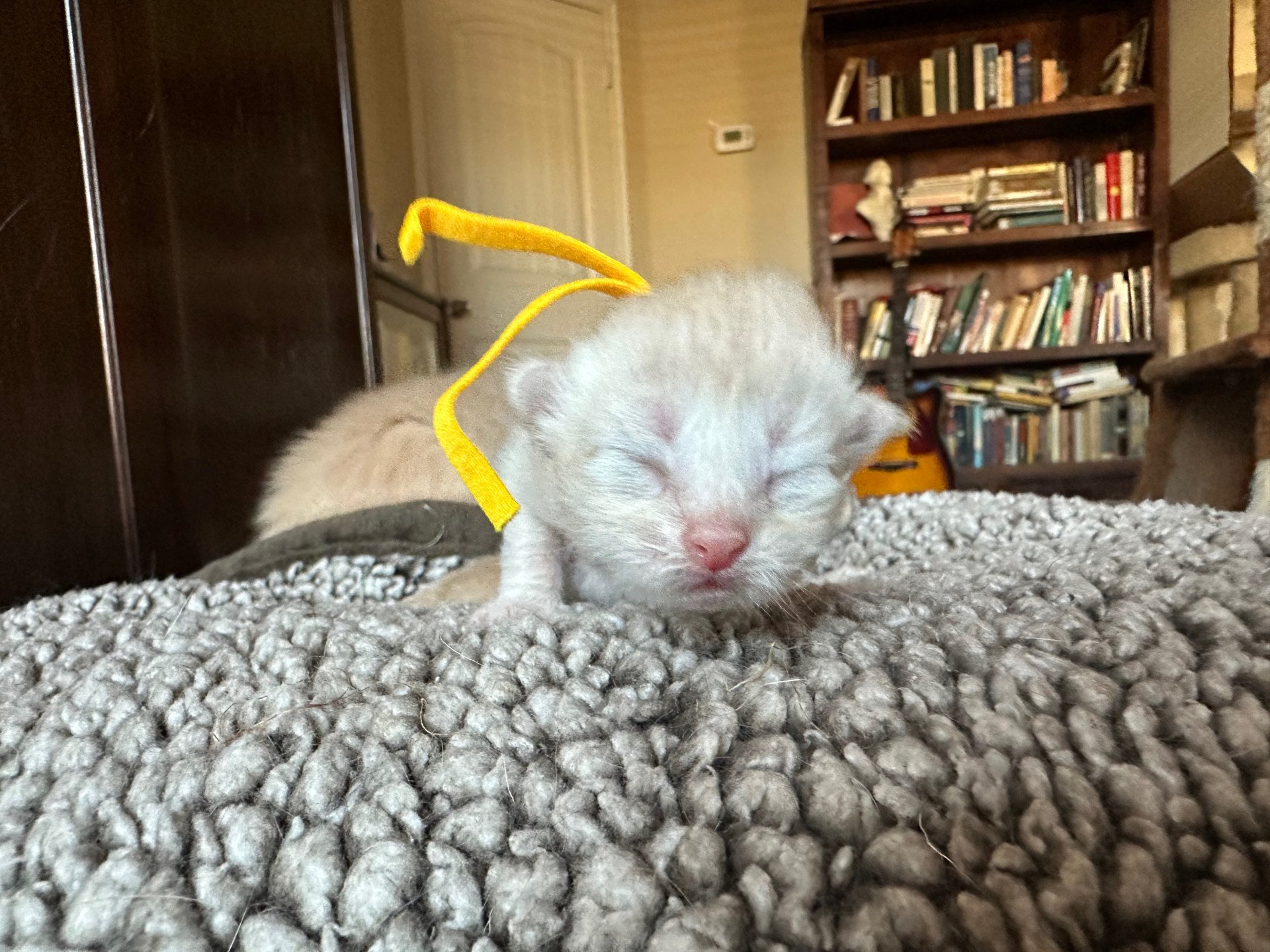 kitten Siberian Cat red tabby Yellow Collar (Lirra B) Spellbound Siberian Cats