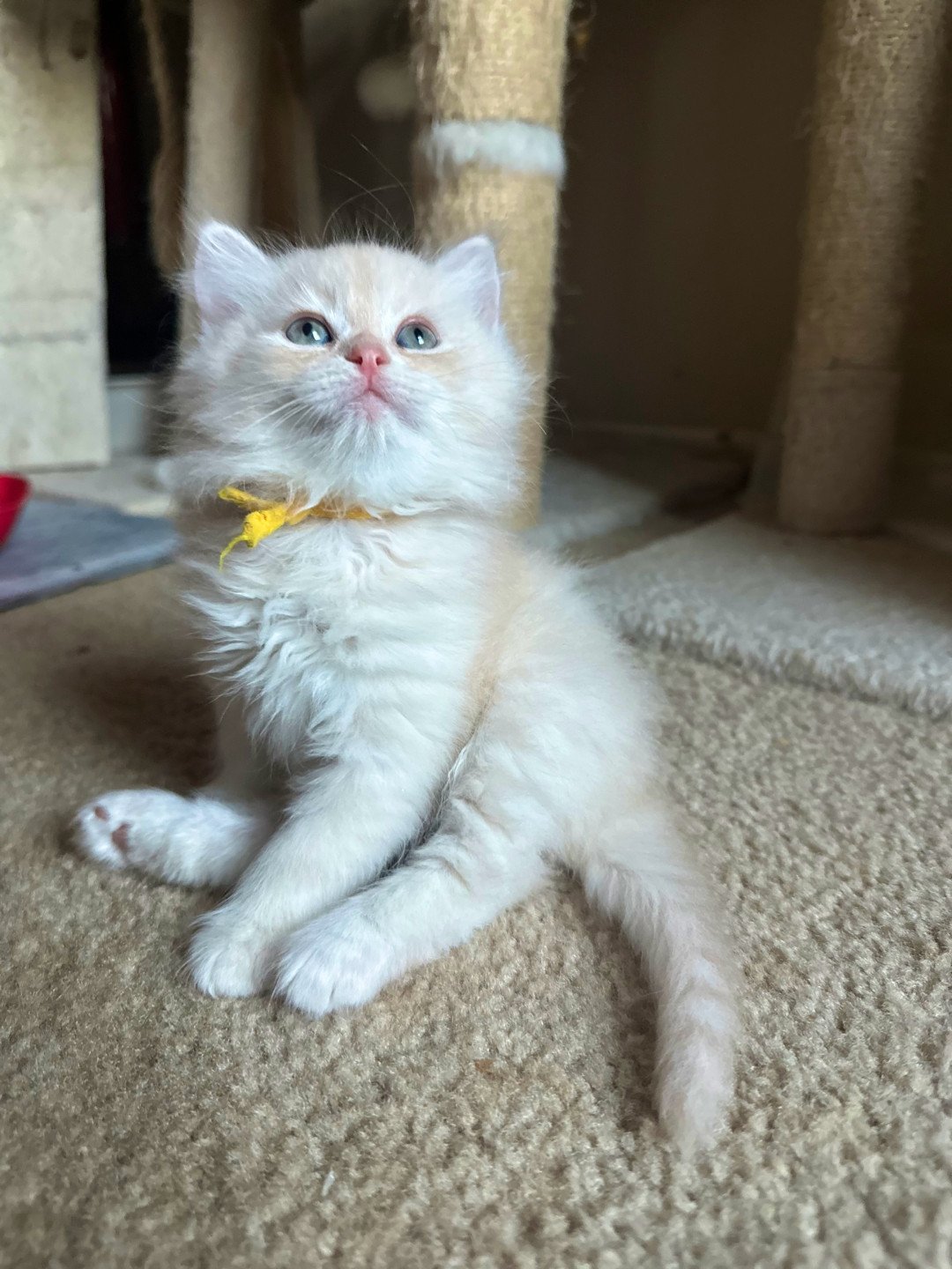 kitten Siberian Cat red tabby Yellow Collar (Lirra B) Spellbound Siberian Cats
