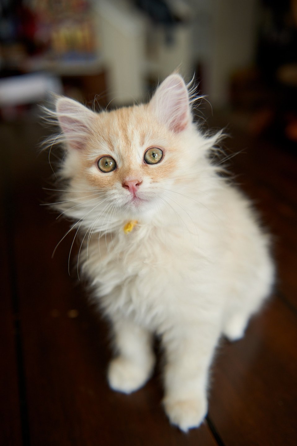 kitten Siberian Cat red tabby Yellow Collar (Lirra B) Spellbound Siberian Cats