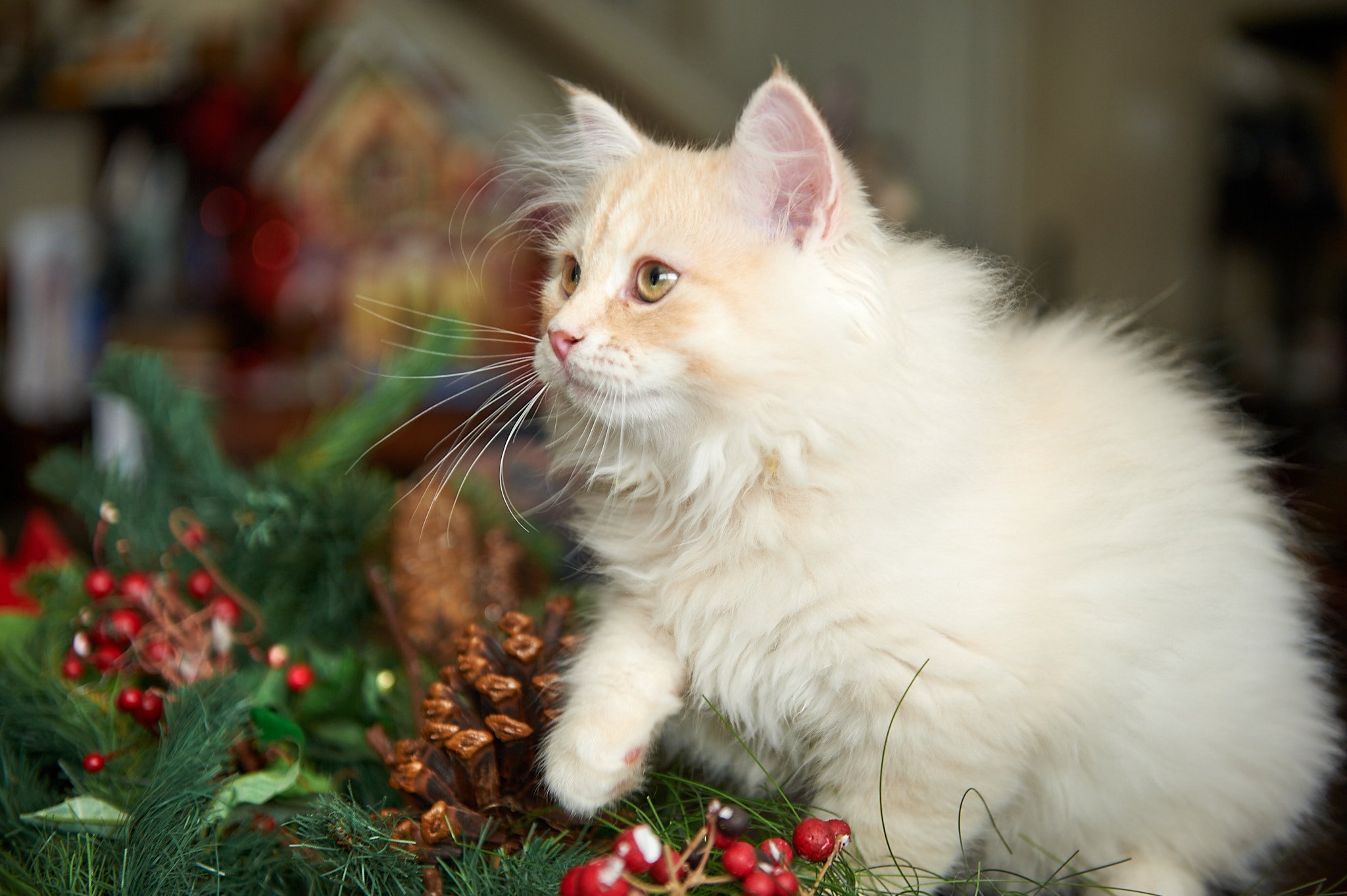 kitten Siberian Cat red tabby Yellow Collar (Lirra B) Spellbound Siberian Cats