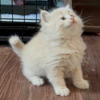 kitten Siberian Cat red Male 2 Spellbound Siberian Cats