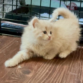 kitten Siberian Cat red Male 2 Spellbound Siberian Cats