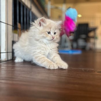 kitten Siberian Cat red Male 2 Spellbound Siberian Cats