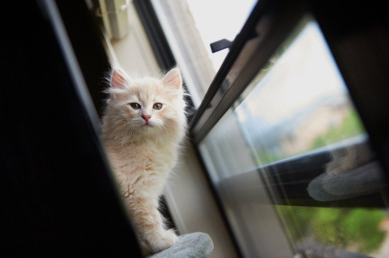 Lincoln (male 2; lighter) Male Siberian Cat