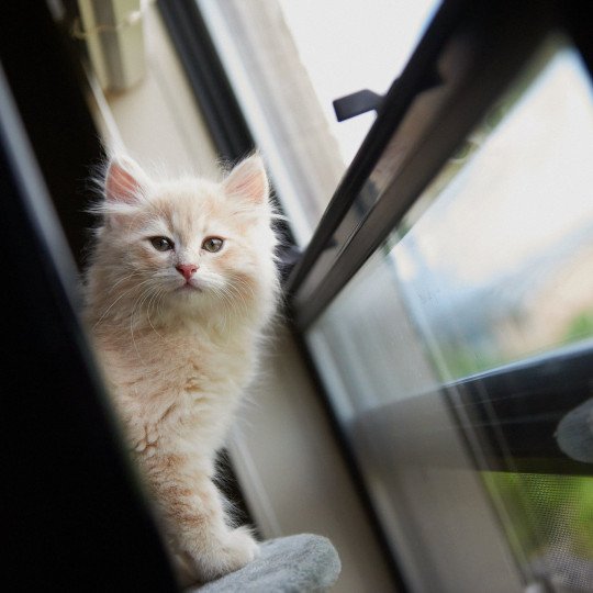 Lincoln (male 2; lighter) Male Siberian Cat