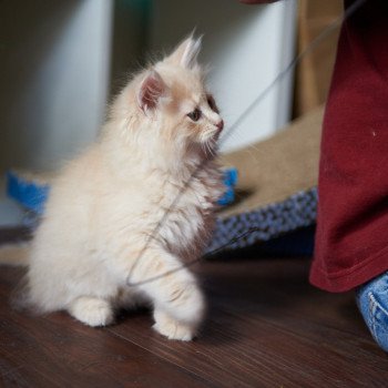 kitten Siberian Cat red Male 2 Spellbound Siberian Cats