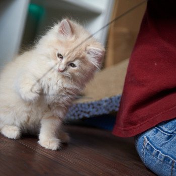 kitten Siberian Cat red Male 2 Spellbound Siberian Cats