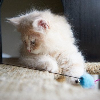 kitten Siberian Cat red Male 2 Spellbound Siberian Cats