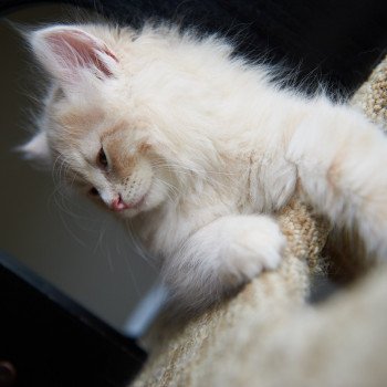 kitten Siberian Cat red Male 2 Spellbound Siberian Cats