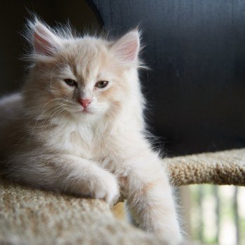 kitten Siberian Cat red Male 2 Spellbound Siberian Cats