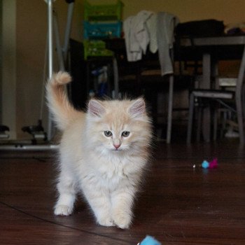 kitten Siberian Cat red Male 2 Spellbound Siberian Cats