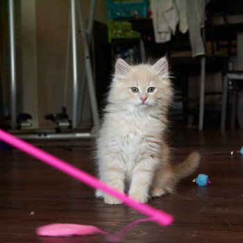 kitten Siberian Cat red Male 2 Spellbound Siberian Cats