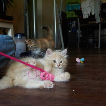 kitten Siberian Cat red Male 2 Spellbound Siberian Cats