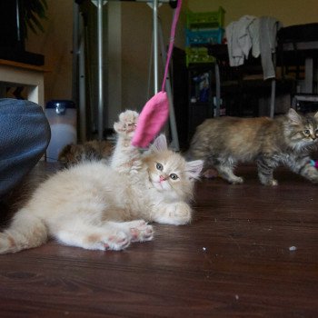 kitten Siberian Cat red Male 2 Spellbound Siberian Cats