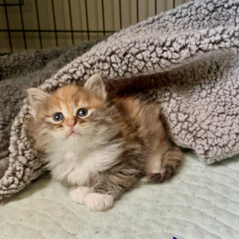 kitten Siberian Cat Female 2 Spellbound Siberian Cats