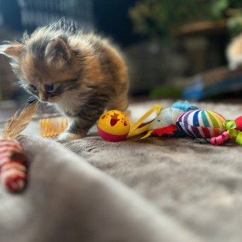 kitten Siberian Cat Female 2 Spellbound Siberian Cats