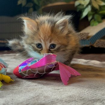 kitten Siberian Cat Female 2 Spellbound Siberian Cats