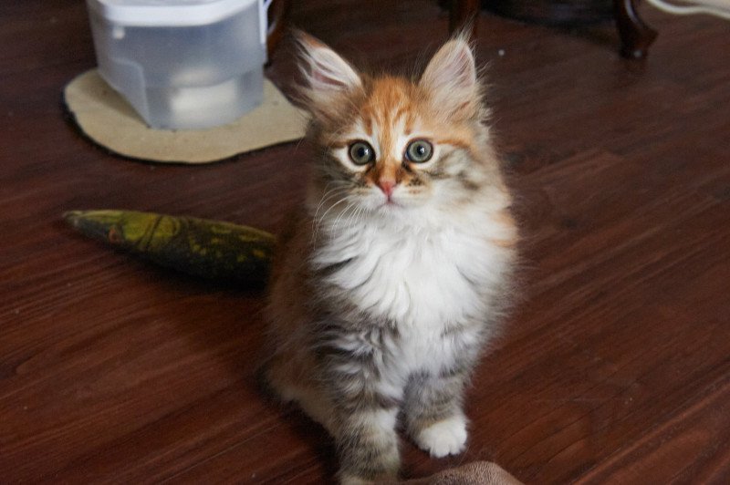 Mabel (Female 2) Female Siberian Cat