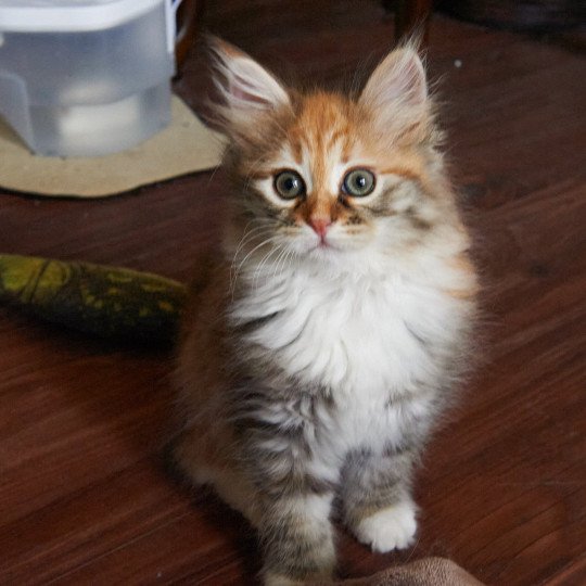 Mabel (Female 2) Female Siberian Cat