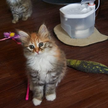 kitten Siberian Cat Mabel (Female 2) Spellbound Siberian Cats