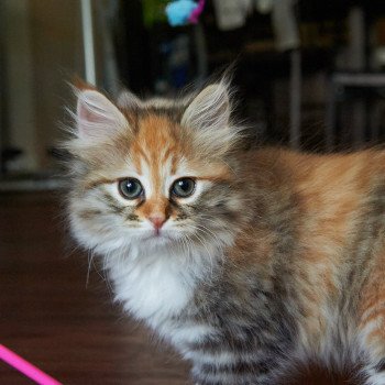 kitten Siberian Cat Mabel (Female 2) Spellbound Siberian Cats