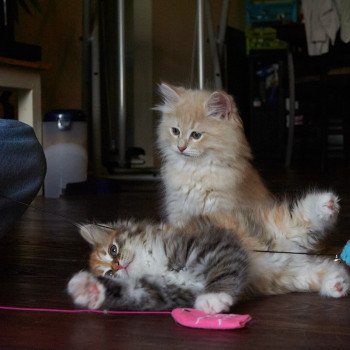 kitten Siberian Cat Mabel (Female 2) Spellbound Siberian Cats