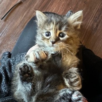 kitten Siberian Cat Female 3 Spellbound Siberian Cats