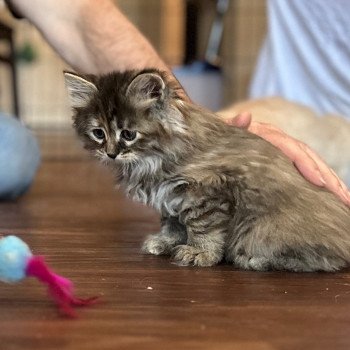 kitten Siberian Cat Female 3 Spellbound Siberian Cats