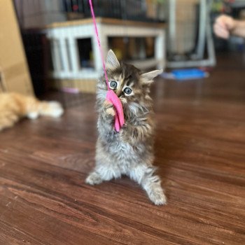 kitten Siberian Cat Female 3 Spellbound Siberian Cats