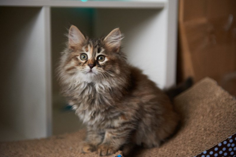 Smokey (Female 3) Female Siberian Cat