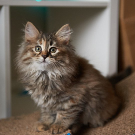 Smokey (Female 3) Female Siberian Cat