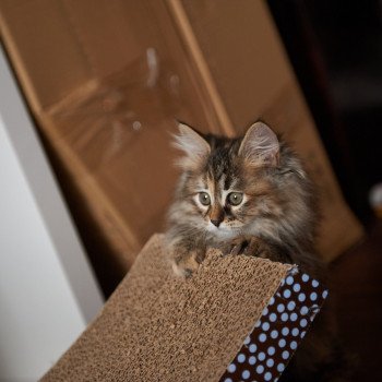 kitten Siberian Cat Smokey (Female 3) Spellbound Siberian Cats