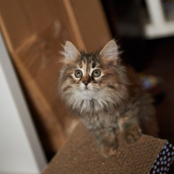 kitten Siberian Cat Smokey (Female 3) Spellbound Siberian Cats