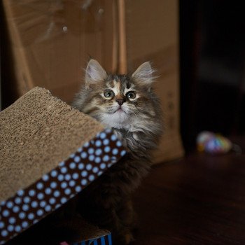 kitten Siberian Cat Smokey (Female 3) Spellbound Siberian Cats