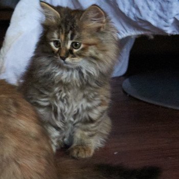 kitten Siberian Cat Smokey (Female 3) Spellbound Siberian Cats