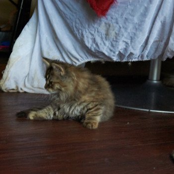 kitten Siberian Cat Smokey (Female 3) Spellbound Siberian Cats