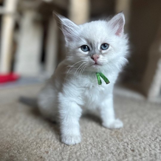 Green Collar (Lirra B) Male Siberian Cat