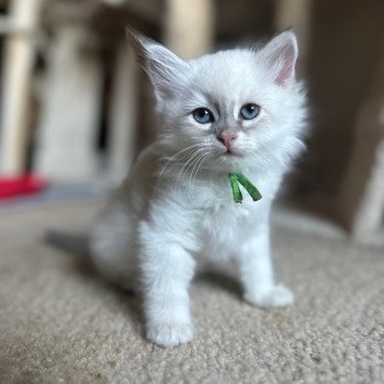 kitten Siberian Cat blue point Green Collar (Lirra B) Spellbound Siberian Cats