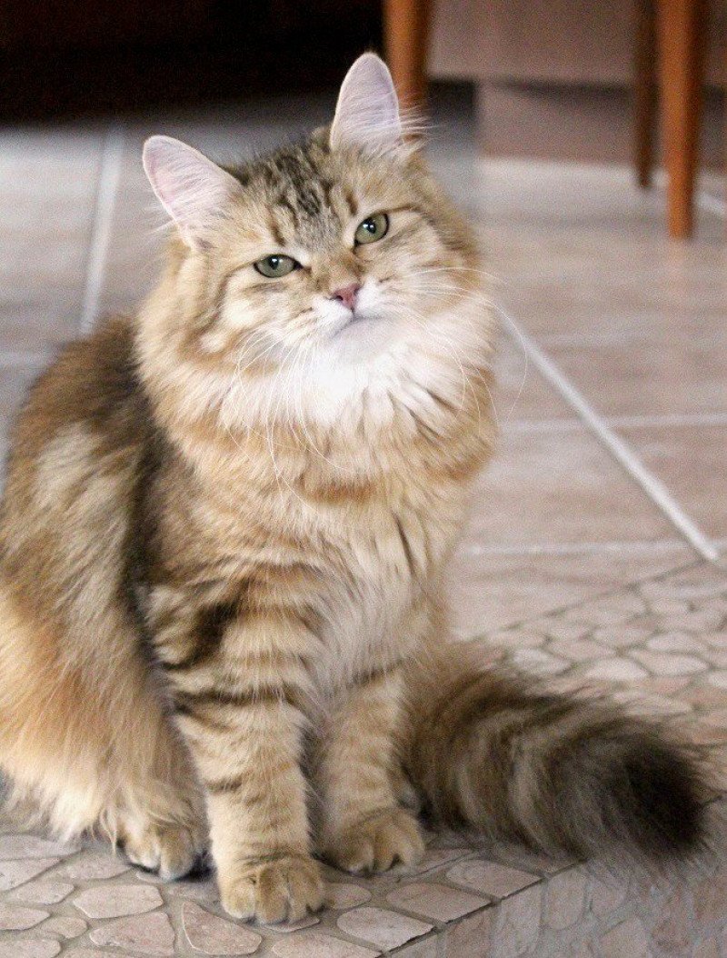 Aria Female Siberian Cat