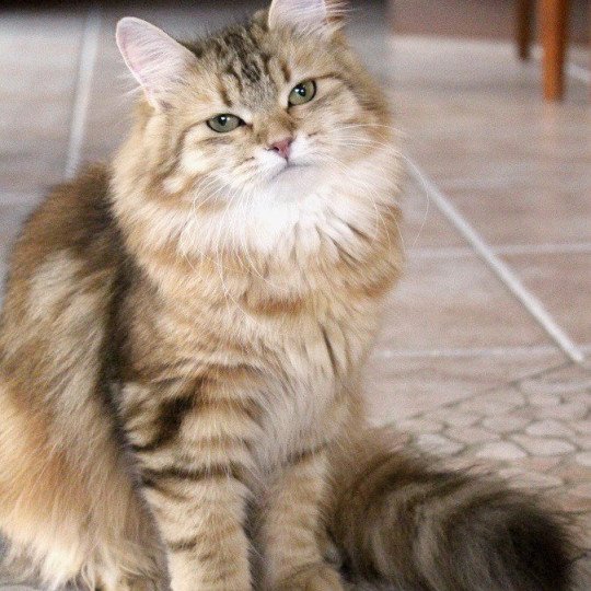 Aria Female Siberian Cat