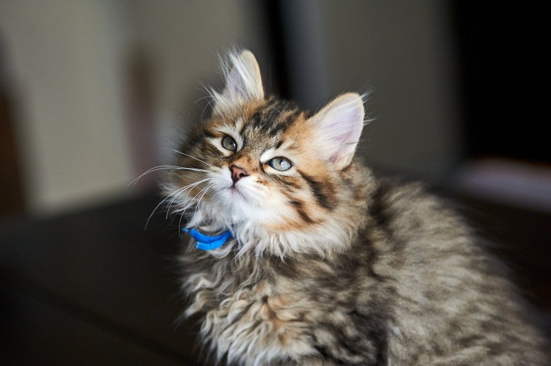 Bo (Mr. Bojangles/Bo Cephus( (Blue Collar) Male Siberian Cat