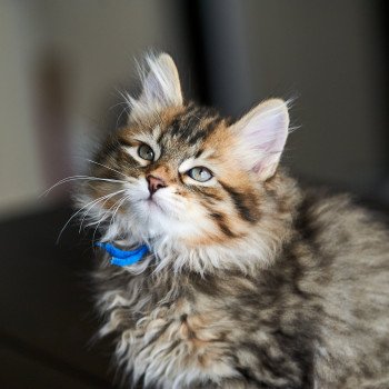 kitten Siberian Cat brown tortie spotted tabby Blue Collar Spellbound Siberian Cats