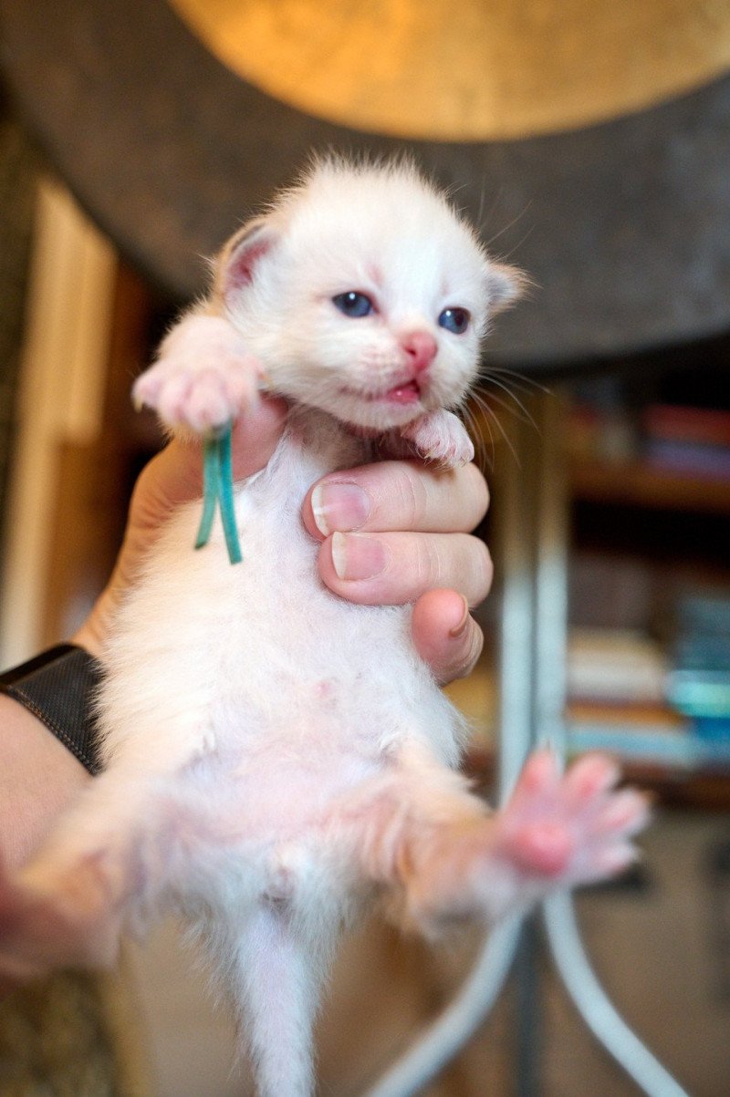 BLUE collar (Lirra C) Male Siberian Cat