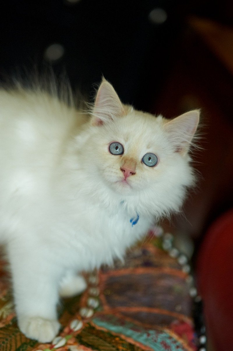 Hanoon Male Siberian Cat