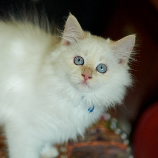 Hanoon Male Siberian Cat